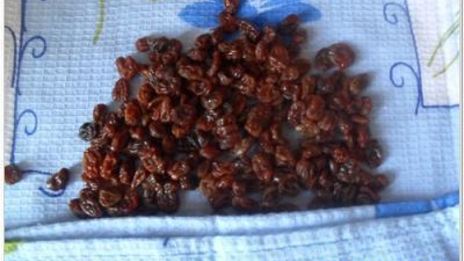 пасхальные куличи