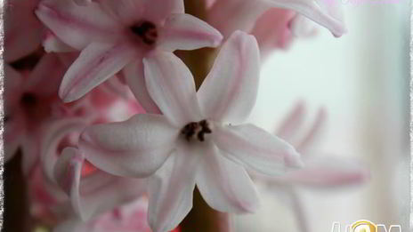 трюфели из белого шоколада с шампанским