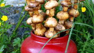 Шампиньоны на шпажках на мангале