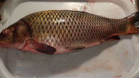 сазан, запеченный с гречкой, по-астрахански