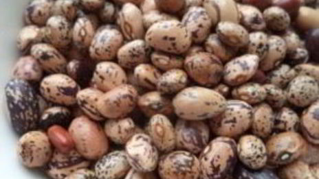 фасоль лобио