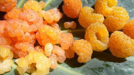 печень-гриль с инжирно-малиновым соусом