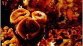 Плов фруктовый