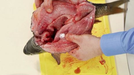 фаршированный карп