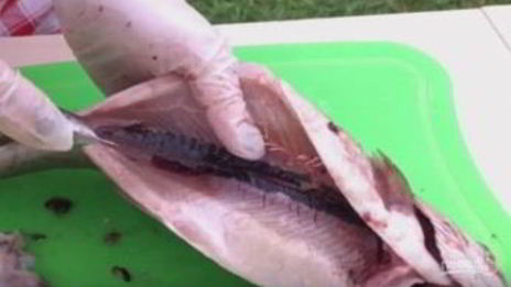 форель на мангале в лимонно-чесночном маринаде