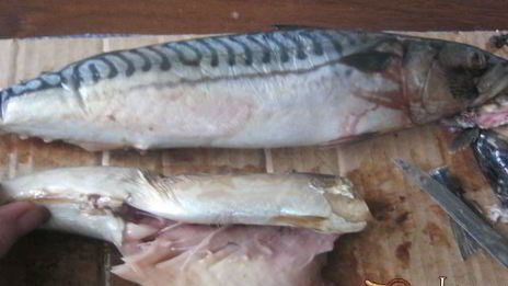 скумбрия быстрого посола