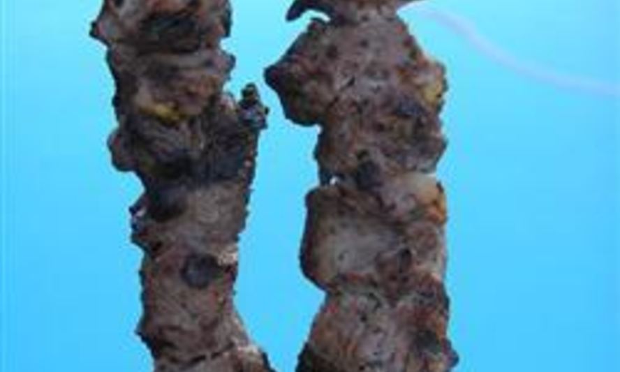 Рецепт шашлыка из говядины с лаймом