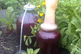 Домашнее вино из черной смородины