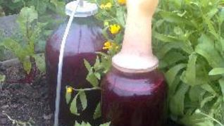 Домашнее вино из черной смородины