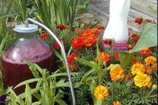 Домашнее вино из красной смородины