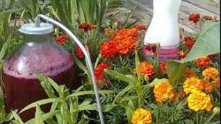 Домашнее вино из красной смородины