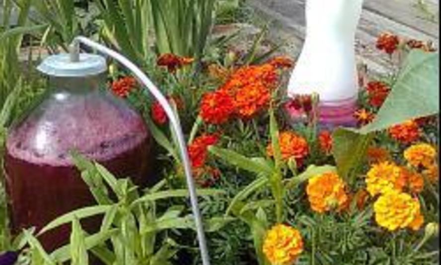 Рецепт домашнего вина из красной смородины