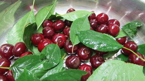 вишневая наливка