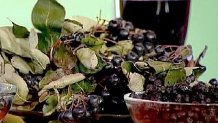 Сироп из черноплодной рябины на зиму