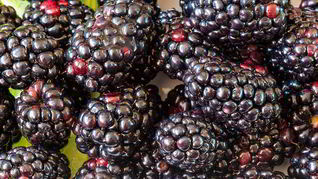 Вино из ежевики