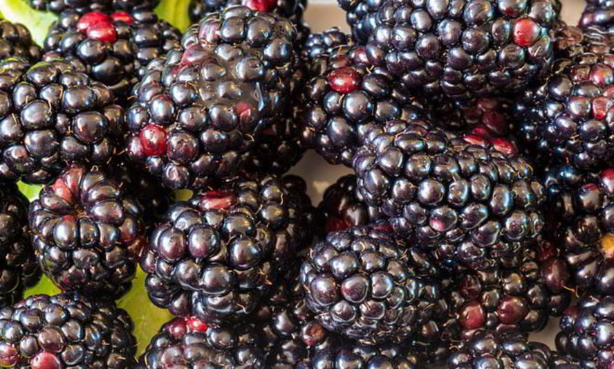 Рецепт вина из ежевики