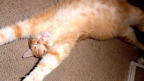 летний суп из 4-х злаков с яблоками и ревенем