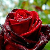 Галя Суркова