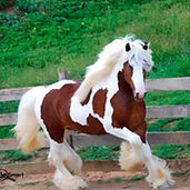 Надя Черноок