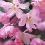 Романенкова Кира