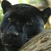 Жигунова Даша