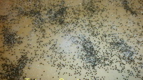 плюшки с маком