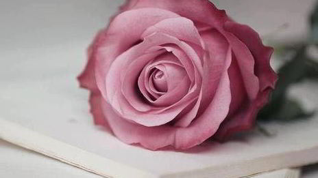 закусочный чизкейк утренняя роза