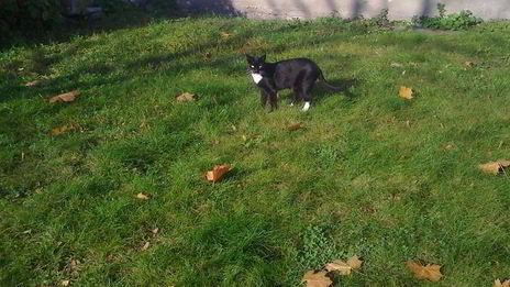 кекс без муки