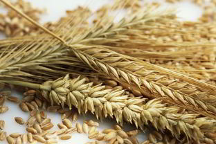 Ржаные лепешки