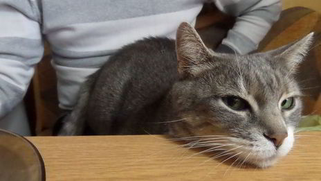 яблочная пицца