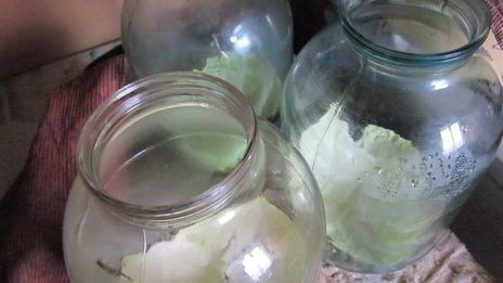 капуста соленная на зиму