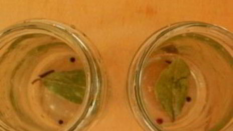 маринованная капуста с лимонной кислотой на зиму