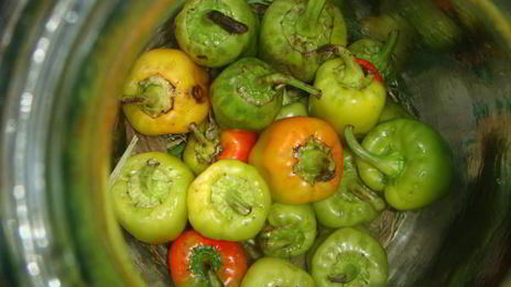 маринованный болгарский перец