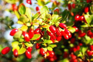 Маринованный кизил по-азербайджански