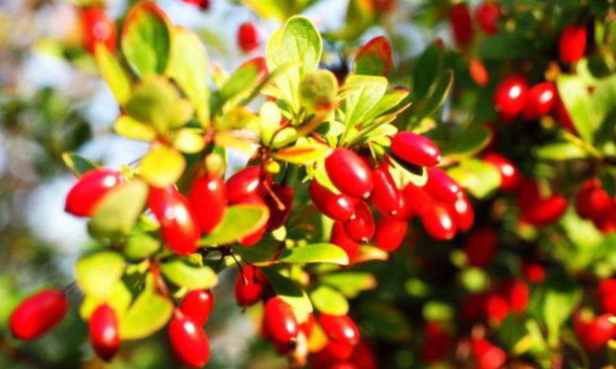 Рецепт маринованного кизила по-азербайджански