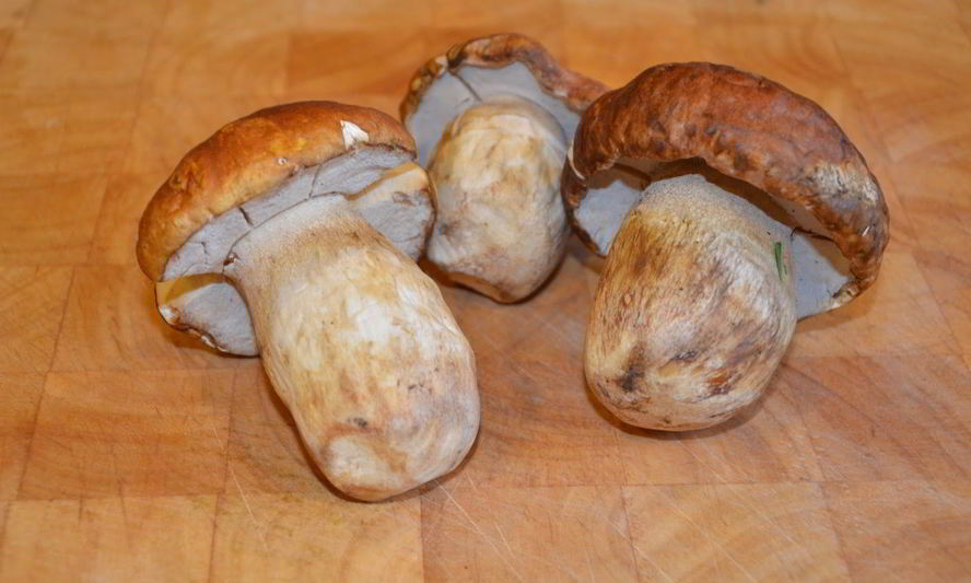 Рецепт маринованных белых грибов