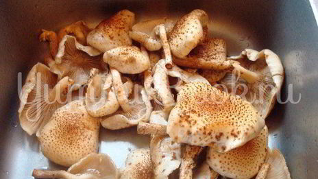 маринованные грибы