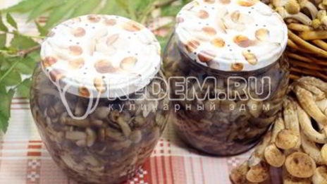 маринованные опята в банках