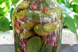 Огурцы маринованные с базиликом и йоштой