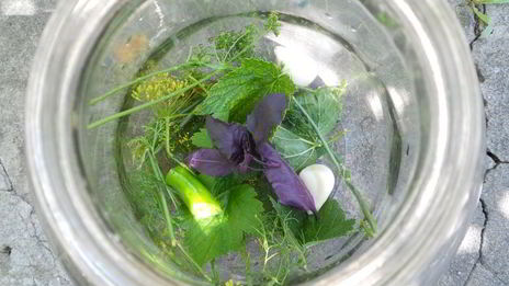 огурцы маринованные с базиликом и йоштой