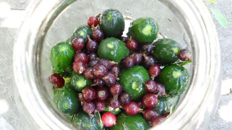 огурцы маринованные с базиликом и йоштой