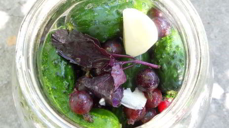 огурцы маринованные с базиликом и йоштой