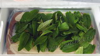 Мята на зиму