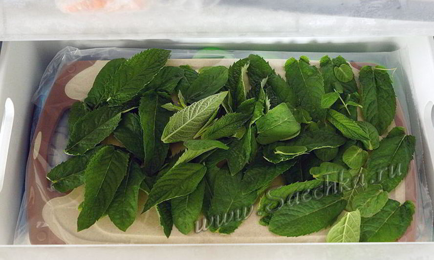 Рецепт мяты на зиму