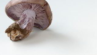 Отварные грибы Рядовки фиолетовые