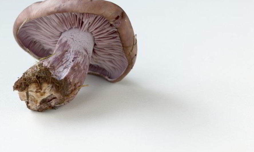 Рецепт отварных грибов рядовки фиолетовые