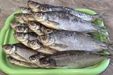 Сухая засолка рыбы на зиму