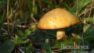 Заготовка Маслят