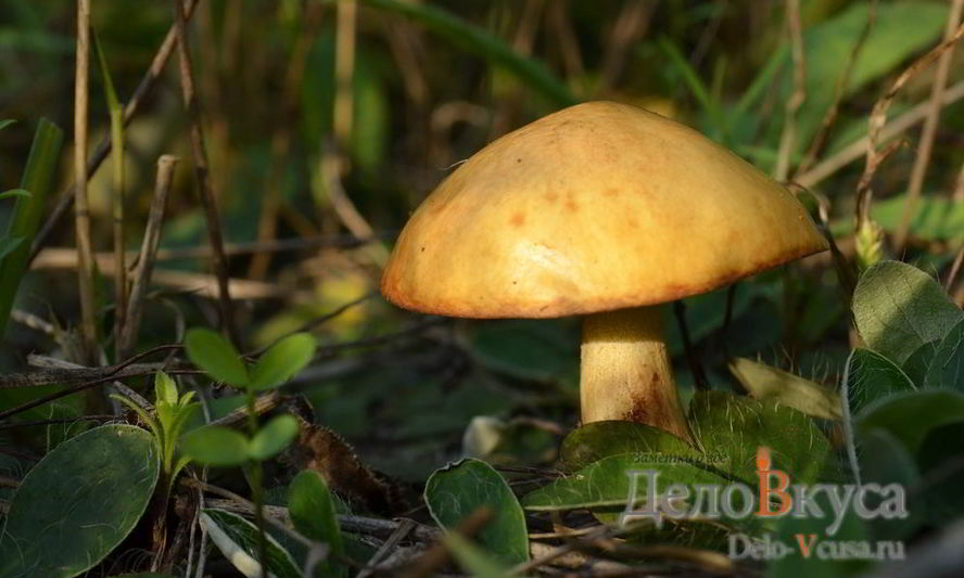 Рецепт заготовки маслят