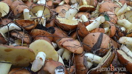 заготовка маслят